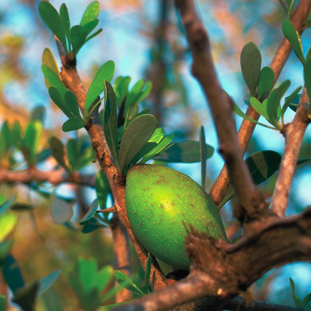 Close-up of an argan fruit on a tree, which is used to produce argan oil—a natural hair growth oil known for nourishing and strengthening hair.